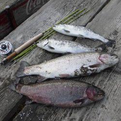 高萩ふれあいの里フィッシングエリア 釣果