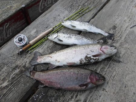 高萩ふれあいの里フィッシングエリア 釣果