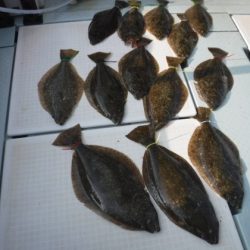 遊漁船 幸友丸 釣果