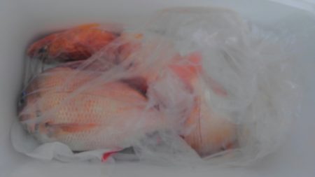 遊漁船 新鋭丸 釣果