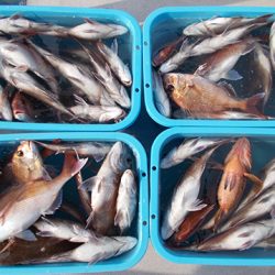 釣友丸 釣果
