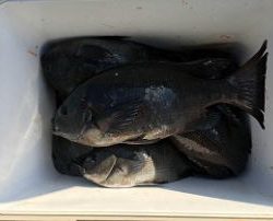 第八有漁丸 釣果