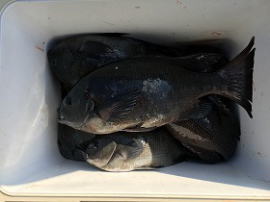 第八有漁丸 釣果