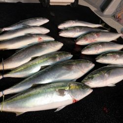 幸風(さちかぜ) 釣果