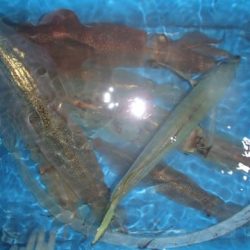 第二むつ漁丸 釣果