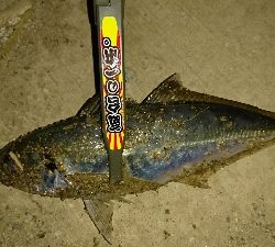 メバリング調査