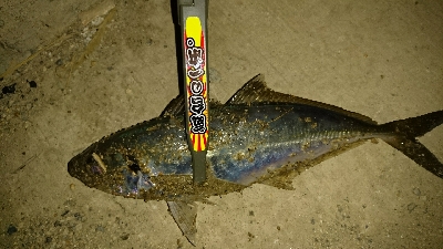 メバリング調査