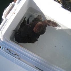 オリジナルメーカー海づり公園(市原市海づり施設) 釣果