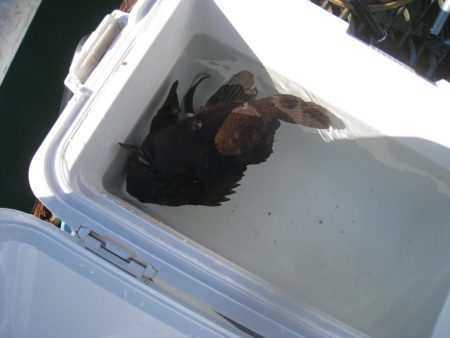 オリジナルメーカー海づり公園(市原市海づり施設) 釣果