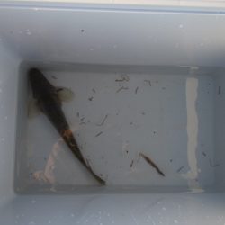 オリジナルメーカー海づり公園(市原市海づり施設) 釣果