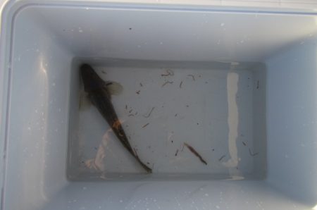 オリジナルメーカー海づり公園(市原市海づり施設) 釣果