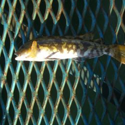 オリジナルメーカー海づり公園(市原市海づり施設) 釣果