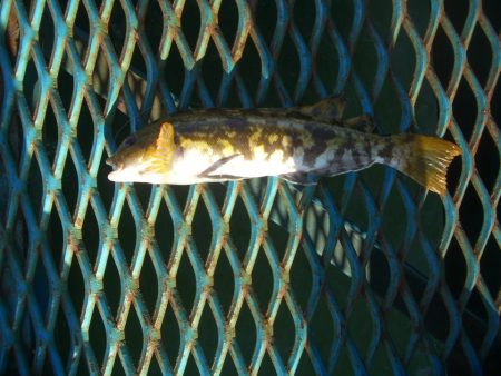 オリジナルメーカー海づり公園(市原市海づり施設) 釣果
