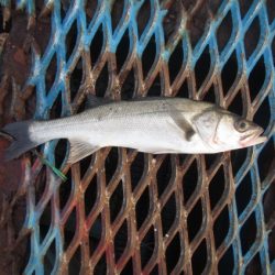 オリジナルメーカー海づり公園(市原市海づり施設) 釣果