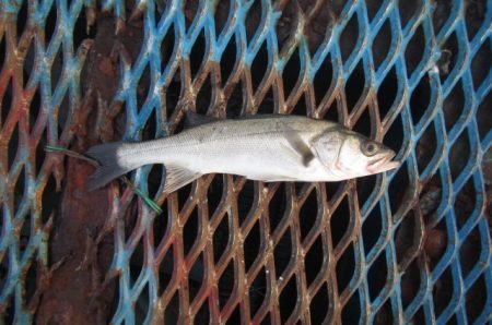 オリジナルメーカー海づり公園(市原市海づり施設) 釣果