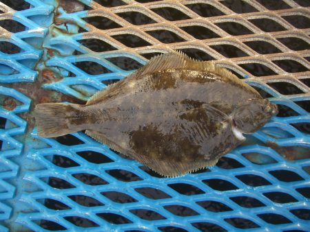 オリジナルメーカー海づり公園(市原市海づり…