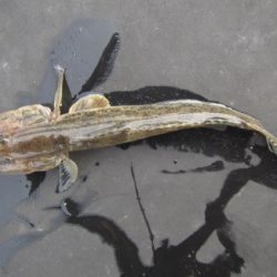 オリジナルメーカー海づり公園(市原市海づり施設) 釣果