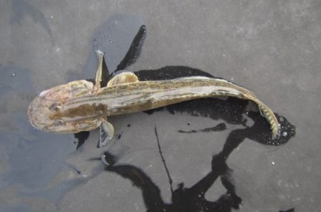 オリジナルメーカー海づり公園(市原市海づり施設) 釣果