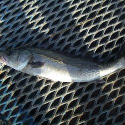 オリジナルメーカー海づり公園(市原市海づり施設) 釣果