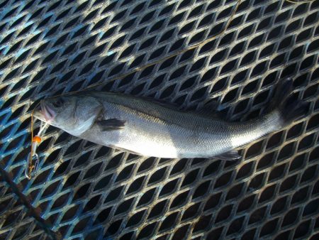 オリジナルメーカー海づり公園(市原市海づり施設) 釣果