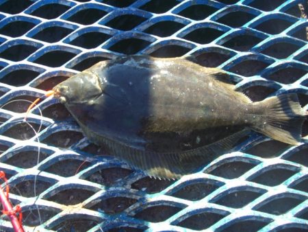 オリジナルメーカー海づり公園(市原市海づり施設) 釣果