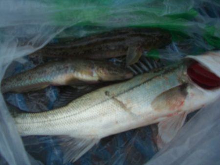 オリジナルメーカー海づり公園(市原市海づり施設) 釣果