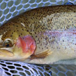 小菅トラウトガーデン 釣果