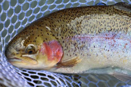 小菅トラウトガーデン 釣果