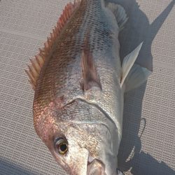 遊漁船 家入 釣果