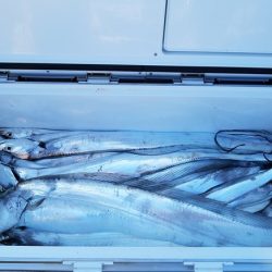 遊漁船 ニライカナイ 釣果