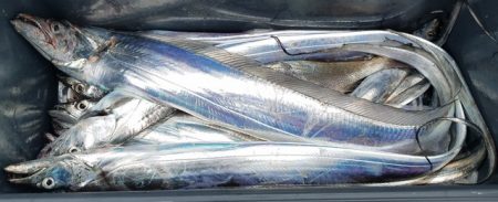 遊漁船 ニライカナイ 釣果