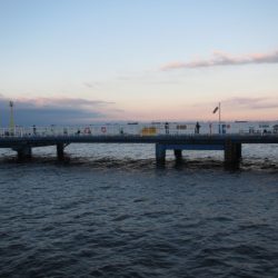 オリジナルメーカー海づり公園(市原市海づり施設) 釣果
