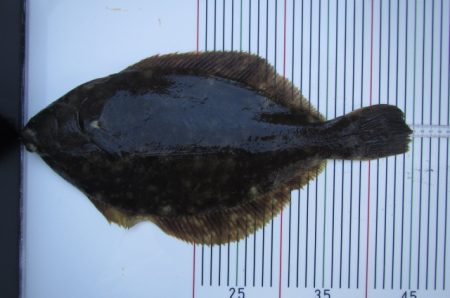 オリジナルメーカー海づり公園(市原市海づり…