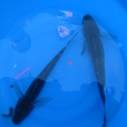 オリジナルメーカー海づり公園(市原市海づり施設) 釣果