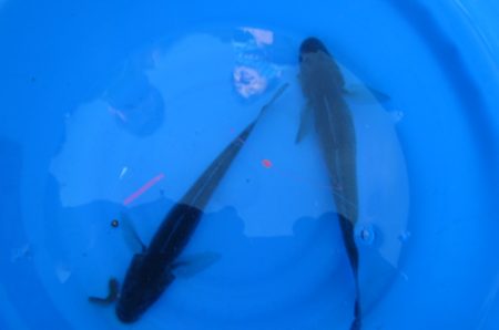 オリジナルメーカー海づり公園(市原市海づり施設) 釣果