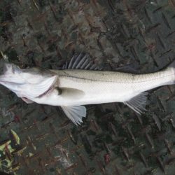 オリジナルメーカー海づり公園(市原市海づり施設) 釣果