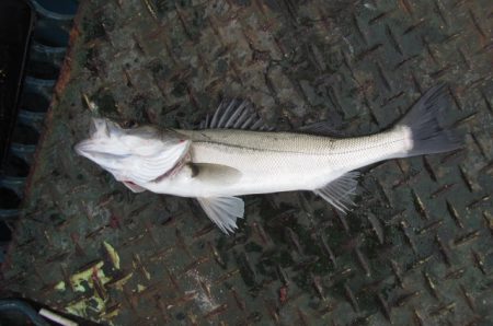 オリジナルメーカー海づり公園(市原市海づり施設) 釣果