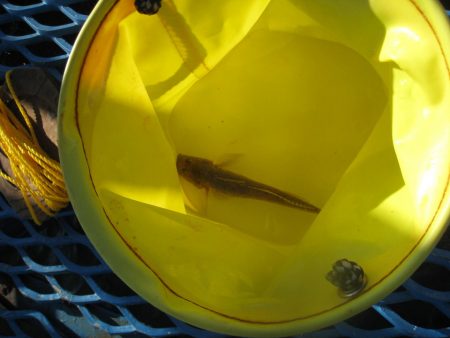 オリジナルメーカー海づり公園(市原市海づり施設) 釣果