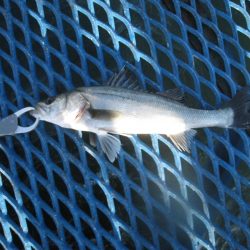 オリジナルメーカー海づり公園(市原市海づり施設) 釣果