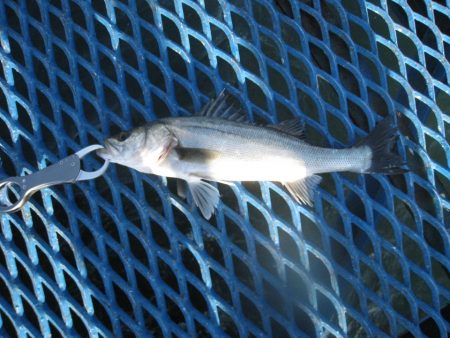 オリジナルメーカー海づり公園(市原市海づり…