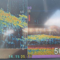 遊漁船 ニライカナイ 釣果