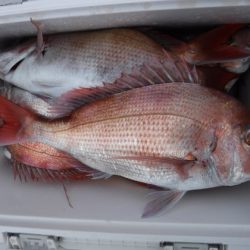 遊漁船 幸友丸 釣果