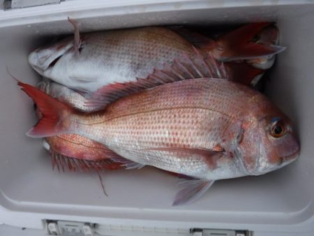 遊漁船 幸友丸 釣果