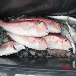 大進丸（新潟） 釣果