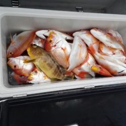 第二大福丸 釣果