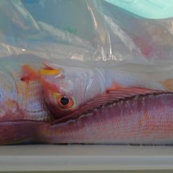 遊漁船 新鋭丸 釣果