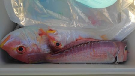 遊漁船 新鋭丸 釣果