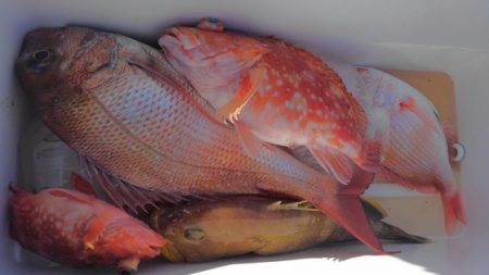 遊漁船 新鋭丸 釣果