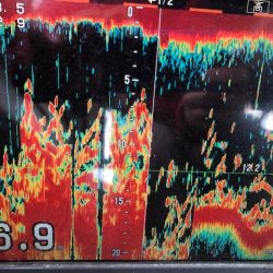 深川 吉野屋 釣果