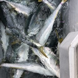 幸風（さちかぜ） 釣果